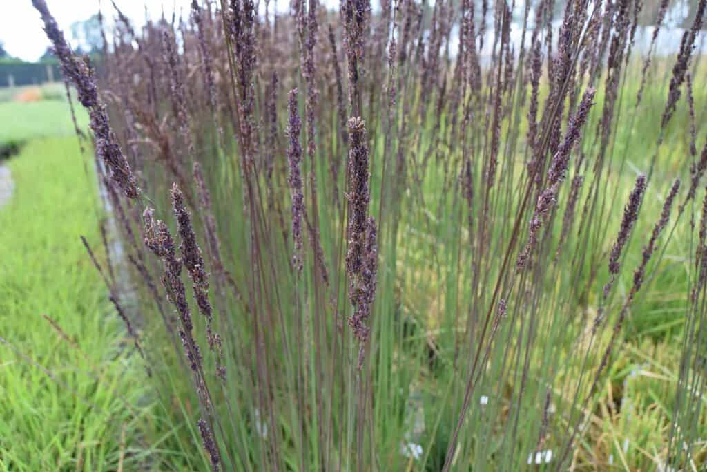 Molinia caerulea ssp. caerulea 'Moorhexe' ---